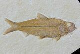 Two Detailed Fossil Fish - Wyoming #79799-3